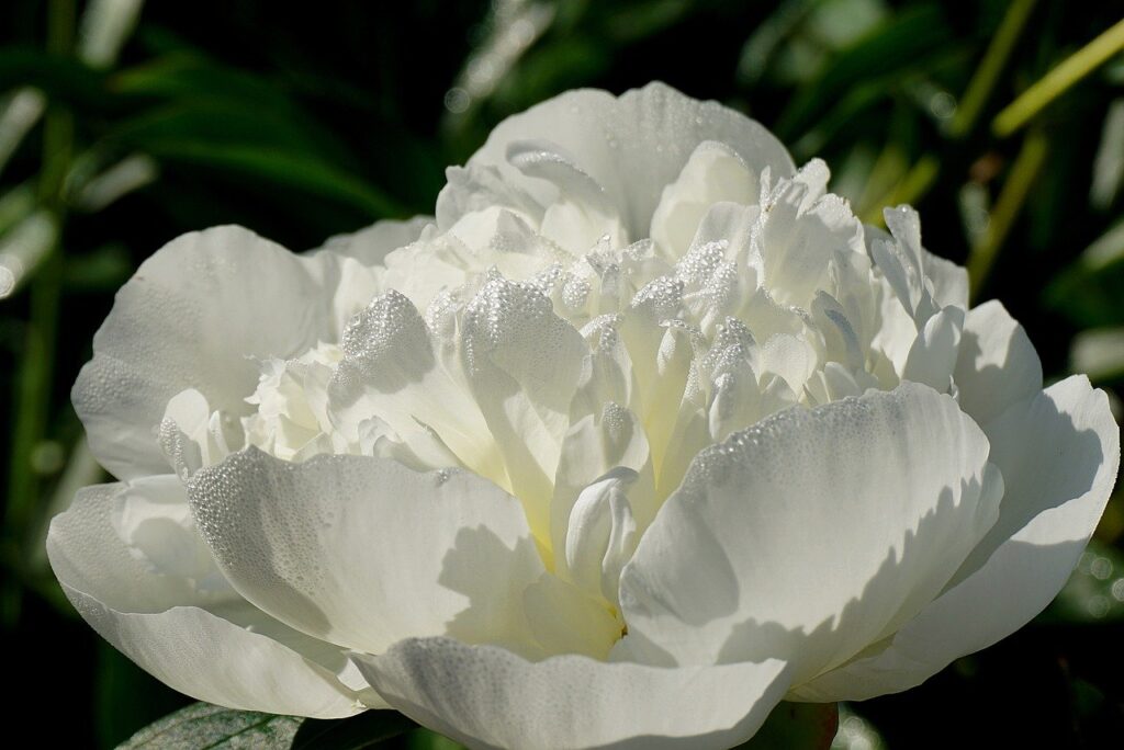 flower, peony, plants-8577961.jpg